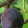LSU Purple Fig Tree - 3 Gallon Pot 1 LSU Purple Fig Tree - 3 Gallon Pot -Orchard Essence Fig LSU Purple 500x750 1
