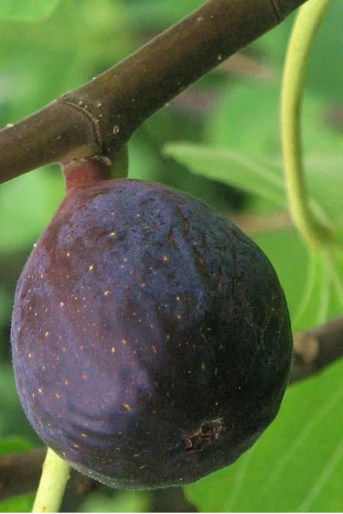 LSU Purple Fig Tree - 3 Gallon Pot 3 LSU Purple Fig Tree - 3 Gallon Pot