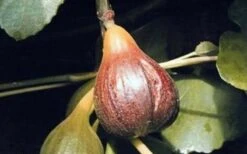 Magnolia Fig Tree - 1 Gallon Pot -Orchard Essence Fig Magnolia
