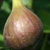 Magnolia Fig Tree - 1 Gallon Pot -Orchard Essence Fig Magnolia 500x750 1