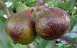 Olympian Cold Hardy Fig Tree - 2 Gallon Pot -Orchard Essence Fig Olympain 2
