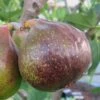 Olympian Cold Hardy Fig Tree - 2 Gallon Pot -Orchard Essence Fig Olympian 1