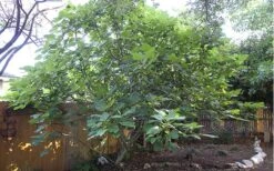 Texas Everbearing Fig Tree - 3 Gallon Pot 15 Texas Everbearing Fig Tree - 3 Gallon Pot -Orchard Essence Fig Texas Everbearing 12 1