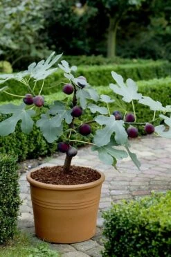 Texas Everbearing Fig Tree - 1 Gallon Pot -Orchard Essence Fig Texas Everbearing 13 2
