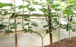 Texas Everbearing Fig Tree - 3 Gallon Pot 16 Texas Everbearing Fig Tree - 3 Gallon Pot -Orchard Essence Fig Texas Everbearing 6 1