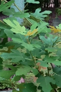 Texas Everbearing Fig Tree - 3 Gallon Pot 17 Texas Everbearing Fig Tree - 3 Gallon Pot -Orchard Essence Fig Texas Everbearing 7 1