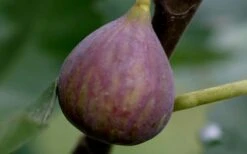 Celeste Fig Tree - 5 Gallon Pot -Orchard Essence Fig Tree Celest 2 1