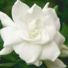 August Beauty Gardenia - 2.5 Quart Pot 1 August Beauty Gardenia - 2.5 Quart Pot -Orchard Essence Gardenia August Beauty 5 500x750 5