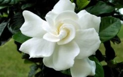 August Beauty Gardenia - 3 Gallon Pot 12 August Beauty Gardenia - 3 Gallon Pot -Orchard Essence Gardenia August Beauty Flower Closeup 3