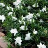 Radicans Creeping Dwarf Gardenia - 6 Pack Of 1 Gallon Pots 1 Radicans Creeping Dwarf Gardenia - 6 Pack Of 1 Gallon Pots -Orchard Essence Gardenia Creeping 22