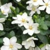 Hardy Fragrant Daisy Gardenia Bush - 6 Pack Of 1 Gallon Pots 2 Hardy Fragrant Daisy Gardenia Bush - 6 Pack Of 1 Gallon Pots -Orchard Essence Gardenia Daisy 20 1