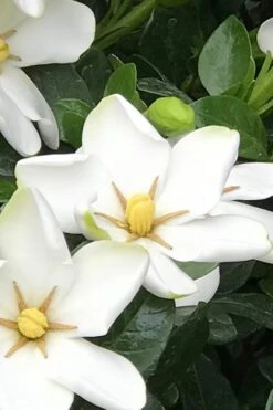 Hardy Fragrant Daisy Gardenia Bush - 6 Pack Of 1 Gallon Pots -Orchard Essence Gardenia Daisy 21 1