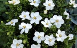 Hardy Fragrant Daisy Gardenia Bush - 6 Pack Of 1 Gallon Pots -Orchard Essence Gardenia Daisy Blooms 1
