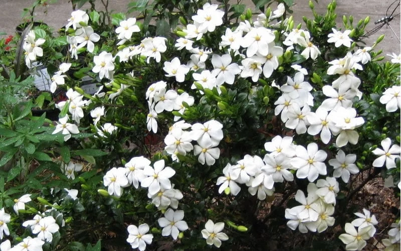 Hardy Fragrant Daisy Gardenia Bush - 3 Gallon Pot 7 Hardy Fragrant Daisy Gardenia Bush - 3 Gallon Pot - Image 5