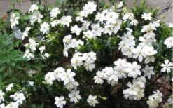 Hardy Fragrant Daisy Gardenia Bush - 1 Gallon Pot -Orchard Essence Gardenia Daisy Blooms 2