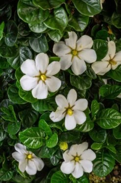 Diamond Spire Gardenia - 3 Gallon Pot 15 Diamond Spire Gardenia - 3 Gallon Pot -Orchard Essence Gardenia Diamond Spire 2 1
