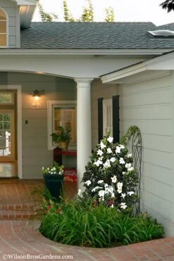 Diamond Spire Gardenia - 3 Gallon Pot 13 Diamond Spire Gardenia - 3 Gallon Pot -Orchard Essence Gardenia Diamond Spire 5 1