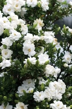 Double Mint Gardenia - 1 Gallon Pot -Orchard Essence Gardenia Double Mint 2 2