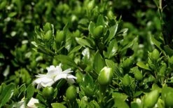 Double Mint Gardenia - 6 Pack Of 1 Gallon Pots -Orchard Essence Gardenia Double Mint 7