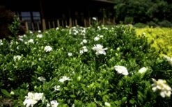 Double Mint Gardenia - 2 Gallon Pot -Orchard Essence Gardenia Double Mint 8 3