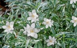 Variegated Creeping Dwarf Gardenia - 6 Pack Of 1 Gallon Pots -Orchard Essence Gardenia Dwarf Radicans Variegated 3 1