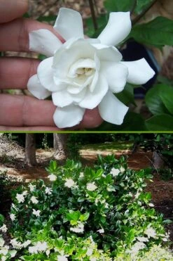 Fall In Love Cold Hardy Gardenia - 1 Gallon Pot -Orchard Essence Gardenia Fall In Love BS