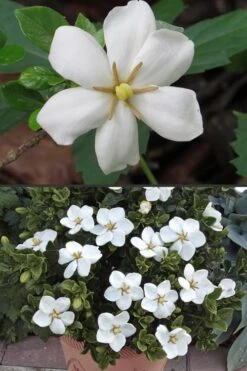 Hardy Fragrant Daisy Gardenia Bush - 3 Gallon Pot 14 Hardy Fragrant Daisy Gardenia Bush - 3 Gallon Pot -Orchard Essence Gardenia Hardy Daisy 500x750 3