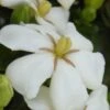 Heaven Scent Gardenia - 1 Gallon Pot