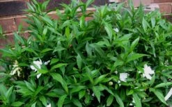 Radicans Creeping Dwarf Gardenia - 1 Gallon Pot 17 Radicans Creeping Dwarf Gardenia - 1 Gallon Pot -Orchard Essence Gardenia Radicans 53 1