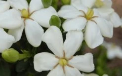 ScentAmazing Gardenia - 1 Gallon Pot -Orchard Essence Gardenia Scentamazing 20