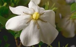 ScentAmazing Gardenia - 2 Gallon Pot -Orchard Essence Gardenia Scentamazing Closeup 1