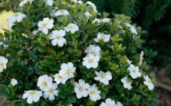 ScentAmazing Gardenia - 2 Gallon Pot -Orchard Essence Gardenia Scentamazing Shrub 1