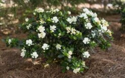 Sweet Tea Gardenia - 3 Gallon Pot 10 Sweet Tea Gardenia - 3 Gallon Pot -Orchard Essence Gardenia Sweet Tea 5