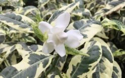 Variegated August Beauty Gardenia - 1 Gallon Pot -Orchard Essence Gardenia Variegated 1 2