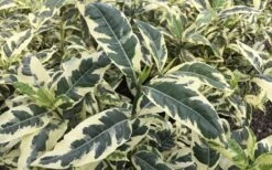 Variegated August Beauty Gardenia - 1 Gallon Pot -Orchard Essence Gardenia Variegated 2 2