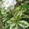 Variegated August Beauty Gardenia - 1 Gallon Pot
