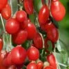 Goji Berry Plant - Lycium Barbarum - 1 Gallon Pot -Orchard Essence Goji Berry Dynamite 500x750 1