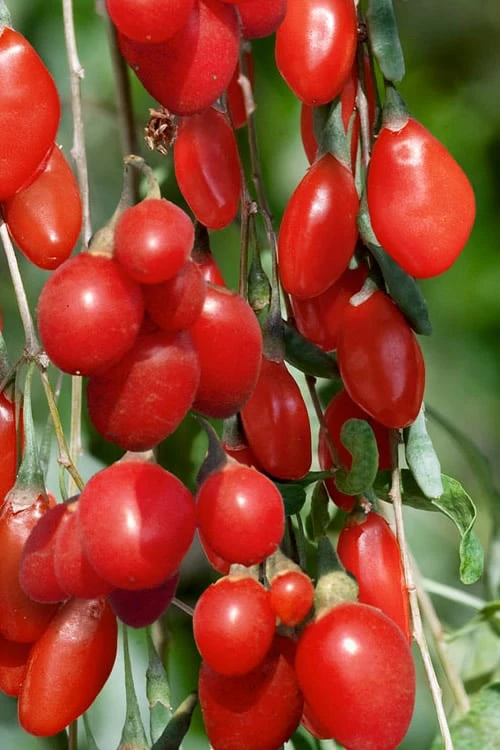 Goji Berry Plant - Lycium Barbarum - 1 Gallon Pot 3 Goji Berry Plant - Lycium Barbarum - 1 Gallon Pot