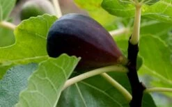 Black Mission Fig Tree - 6 Pack Of 1 Gallon Pots 11 Black Mission Fig Tree - 6 Pack Of 1 Gallon Pots -Orchard Essence Grape Black Mission 50