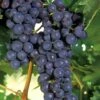 Concord Seedless Grape Vine - 1 Gallon Pot -Orchard Essence Grape Concord 1