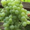 Himrod Seedless Grape Vine - 2 Gallon Pot -Orchard Essence Grape Himrod 1