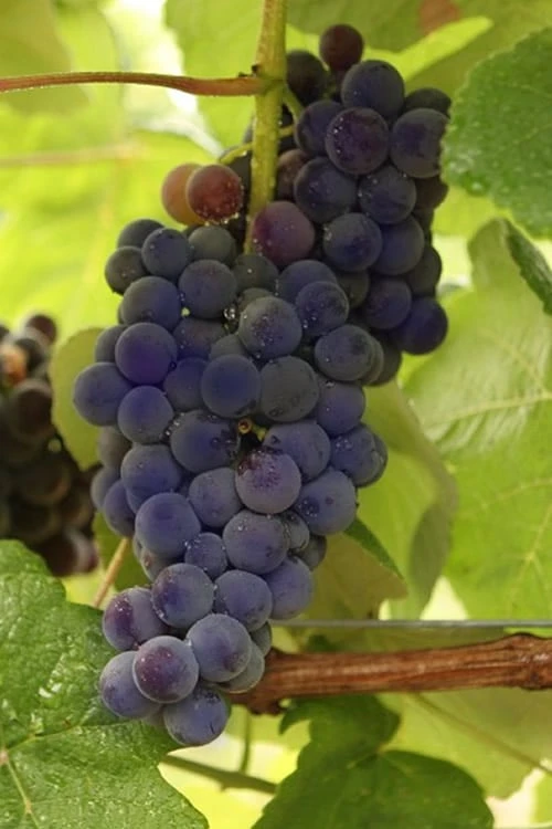 Mars Seedless Grape - 2 Gallon Pot -Orchard Essence Grape Mars Seedless 500x750 2