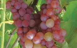 Reliance Red Seedless Grape Vine - 2 Gallon Pot 9 Reliance Red Seedless Grape Vine - 2 Gallon Pot -Orchard Essence Grape Reliance 50 1