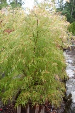 Aoyagi Gawa Strapleaf Japanese Maple - 1 Gallon Pot -Orchard Essence Japanese Maple Aoyagi Gawa 1