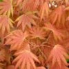 Autumn Moon Japanese Maple - 5 Gallon Pot (3-4') 1 Autumn Moon Japanese Maple - 5 Gallon Pot (3-4') -Orchard Essence Japanese Maple Autumn Moon 2 1