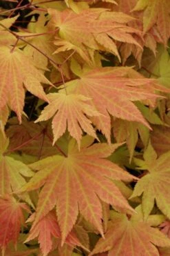 Autumn Moon Japanese Maple - 5 Gallon Pot (3-4') -Orchard Essence Japanese Maple Autumn Moon 3 1