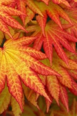 Autumn Moon Japanese Maple - 2 Gallon Pot -Orchard Essence Japanese Maple Autumn Moon 4