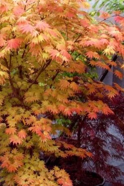 Autumn Moon Japanese Maple - 5 Gallon Pot (3-4') -Orchard Essence Japanese Maple Autumn Moon 7 1