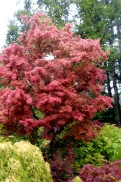 Beni Fushigi Japanese Maple - 1 Gallon Pot -Orchard Essence Japanese Maple Beni Fushigi 1