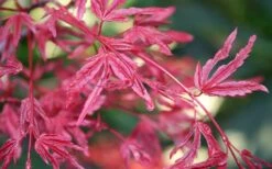 Beni Fushigi Japanese Maple - 1 Gallon Pot -Orchard Essence Japanese Maple Beni Fushigi 3
